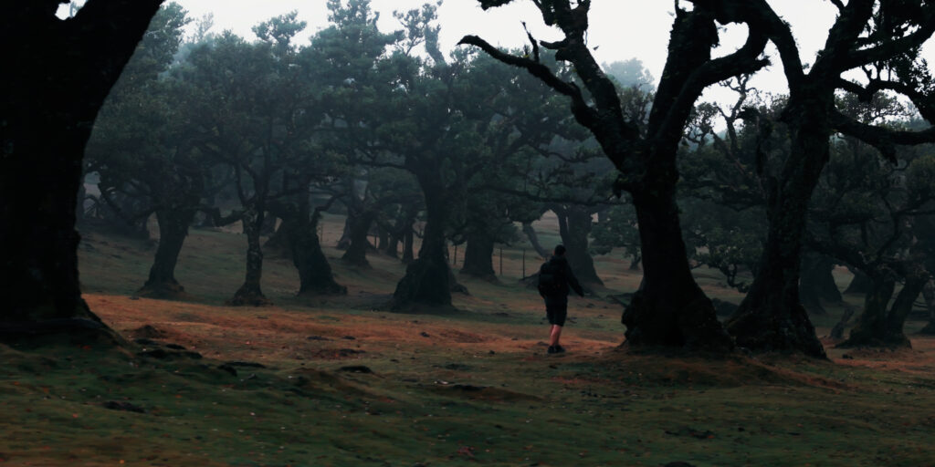 bosque fanal madeira
